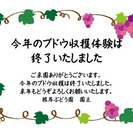 今年のブドウ収穫体験を終了いたします！